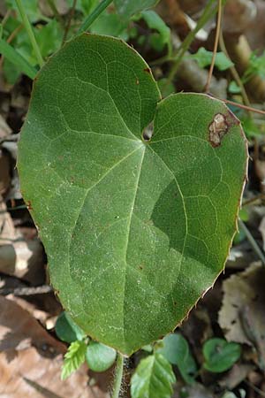 Epimedium perralderianum \ Algerische Sockenblume / Barren-Wort, D Wagh&auml;usel-Wiesental 15.4.2020