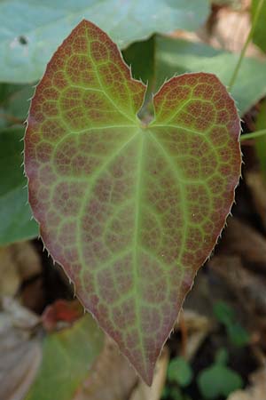 Epimedium perralderianum \ Algerische Sockenblume / Barren-Wort, D Wagh&auml;usel-Wiesental 15.4.2020