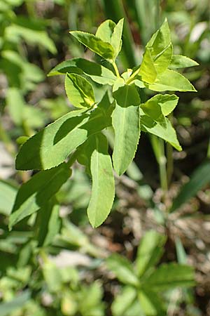 Euphorbia platyphyllos \ Breitbl�ttrige Wolfsmilch / Broad-Leaved Spurge, D Kollerinsel 6.5.2020