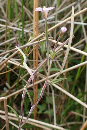 Epilobium tetragonum \ Vierkantiges Weidenr�schen / Square-Stalked Willowherb, D Hunsr&uuml;ck, B&ouml;rfink 18.7.2020