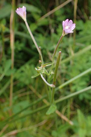 Epilobium tetragonum \ Vierkantiges Weidenr�schen / Square-Stalked Willowherb, D Hunsr&uuml;ck, B&ouml;rfink 18.7.2020