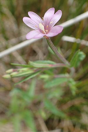 Epilobium tetragonum \ Vierkantiges Weidenr�schen / Square-Stalked Willowherb, D Hunsr&uuml;ck, B&ouml;rfink 18.7.2020