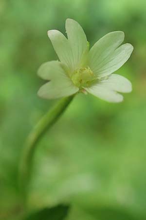 Epilobium pallidiglandulosum \ Bleiches Alaska-Weidenr�schen / Pale Northern Willowherb, D Aachen 27.7.2020