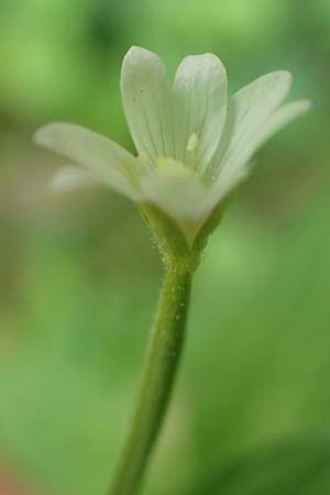 Epilobium pallidiglandulosum \ Bleiches Alaska-Weidenr�schen / Pale Northern Willowherb, D Aachen 27.7.2020