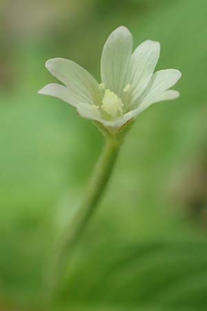 Epilobium pallidiglandulosum \ Bleiches Alaska-Weidenr�schen / Pale Northern Willowherb, D Aachen 27.7.2020