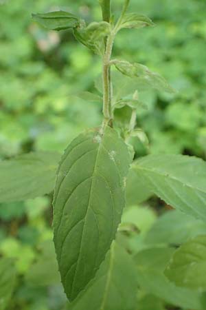 Epilobium pallidiglandulosum \ Bleiches Alaska-Weidenr�schen / Pale Northern Willowherb, D Aachen 27.7.2020
