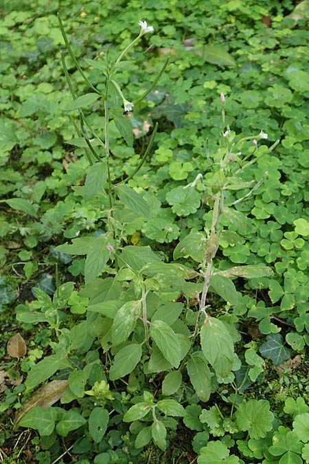 Epilobium pallidiglandulosum \ Bleiches Alaska-Weidenr�schen / Pale Northern Willowherb, D Aachen 27.7.2020