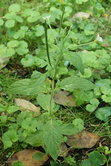 Epilobium pallidiglandulosum \ Bleiches Alaska-Weidenr�schen / Pale Northern Willowherb, D Aachen 27.7.2020