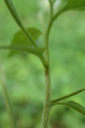 Epilobium pallidiglandulosum \ Bleiches Alaska-Weidenr�schen / Pale Northern Willowherb, D Aachen 27.7.2020