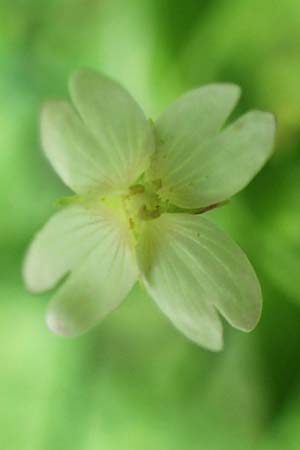 Epilobium pallidiglandulosum \ Bleiches Alaska-Weidenr�schen / Pale Northern Willowherb, D Aachen 27.7.2020