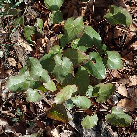 Epimedium x perralchicum / Frohnleiten Barren-Wort, D Ludwigshafen 18.3.2021