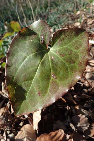 Epimedium x perralchicum, Frohnleiten-Elfenblume