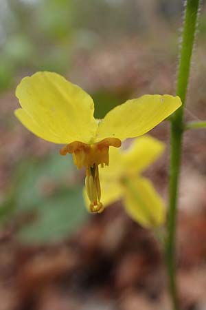 Epimedium x perralchicum / Frohnleiten Barren-Wort, D Ludwigshafen 7.4.2021