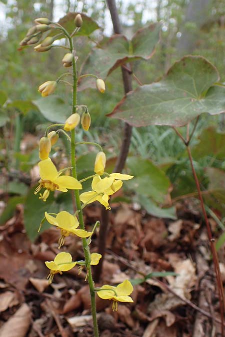 Epimedium x perralchicum / Frohnleiten Barren-Wort, D Ludwigshafen 7.4.2021