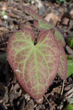 Epimedium x perralchicum / Frohnleiten Barren-Wort, D Ludwigshafen 15.4.2021