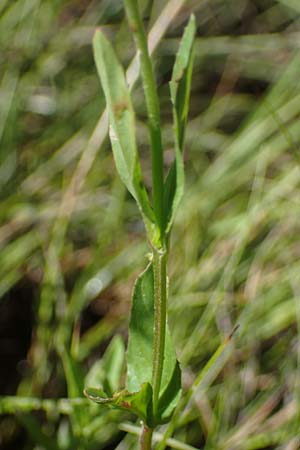 Epilobium tetragonum \ Vierkantiges Weidenr�schen / Square-Stalked Willowherb, D Hunsr&uuml;ck, B&ouml;rfink 18.7.2022