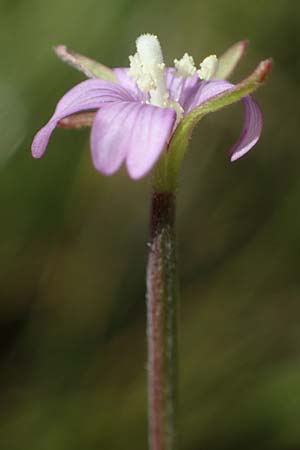 Epilobium tetragonum \ Vierkantiges Weidenr�schen / Square-Stalked Willowherb, D Hunsr&uuml;ck, B&ouml;rfink 18.7.2022