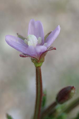 Epilobium palustre \ Sumpf-Weidenr�schen / Marsh Willowherb, D Rheinstetten-Silberstreifen 23.7.2022