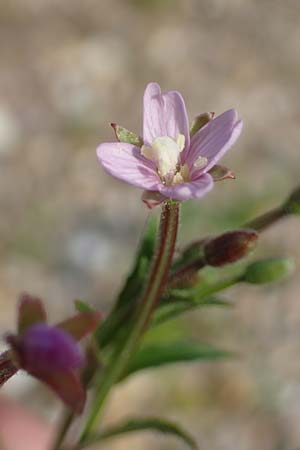 Epilobium palustre \ Sumpf-Weidenr�schen / Marsh Willowherb, D Rheinstetten-Silberstreifen 23.7.2022