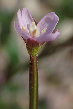 Epilobium palustre \ Sumpf-Weidenr�schen / Marsh Willowherb, D Rheinstetten-Silberstreifen 23.7.2022