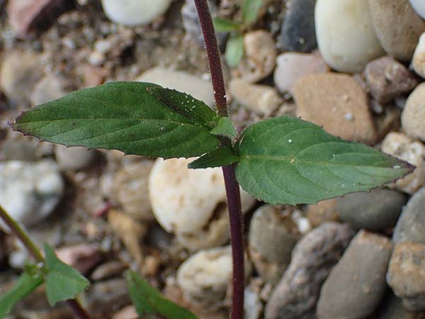 Epilobium palustre \ Sumpf-Weidenr�schen / Marsh Willowherb, D Rheinstetten-Silberstreifen 23.7.2022