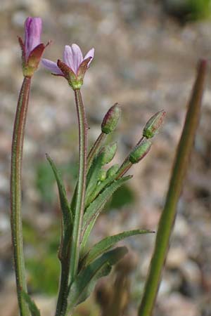 Epilobium palustre \ Sumpf-Weidenr�schen / Marsh Willowherb, D Rheinstetten-Silberstreifen 23.7.2022