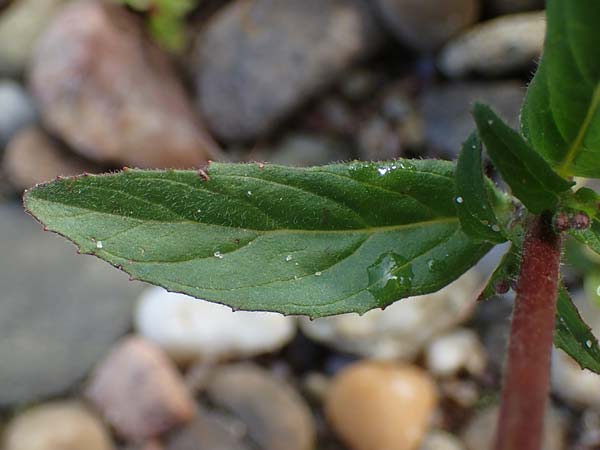 Epilobium palustre \ Sumpf-Weidenr�schen / Marsh Willowherb, D Rheinstetten-Silberstreifen 23.7.2022