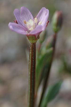 Epilobium palustre \ Sumpf-Weidenr�schen / Marsh Willowherb, D Rheinstetten-Silberstreifen 23.7.2022