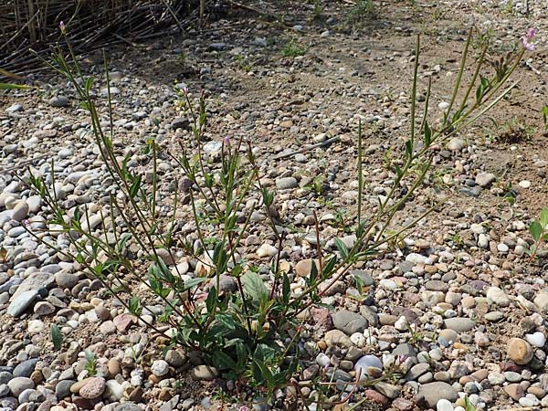 Epilobium palustre \ Sumpf-Weidenr�schen / Marsh Willowherb, D Rheinstetten-Silberstreifen 23.7.2022