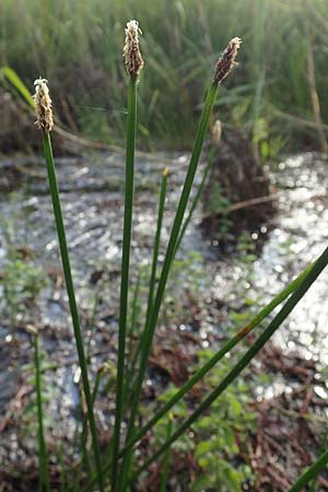 Eleocharis palustris \ Gew�hnliche Sumpfbinse, Gemeine Sumpfsimse / Common Spike Rush, D Hassloch 23.7.2022