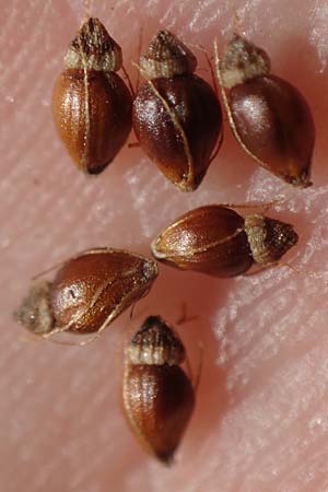 Eleocharis palustris \ Gew�hnliche Sumpfbinse, Gemeine Sumpfsimse / Common Spike Rush, D Hanhofen 30.8.2022