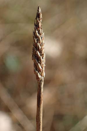 Eleocharis palustris \ Gew�hnliche Sumpfbinse, Gemeine Sumpfsimse / Common Spike Rush, D Hanhofen 30.8.2022
