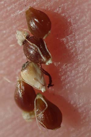 Eleocharis palustris \ Gew�hnliche Sumpfbinse, Gemeine Sumpfsimse / Common Spike Rush, D Hassloch 30.8.2022