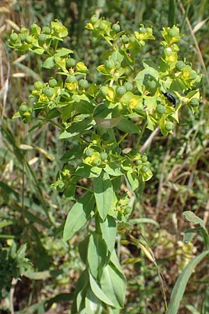 Euphorbia platyphyllos, Breitbl&auml;ttrige Wolfsmilch