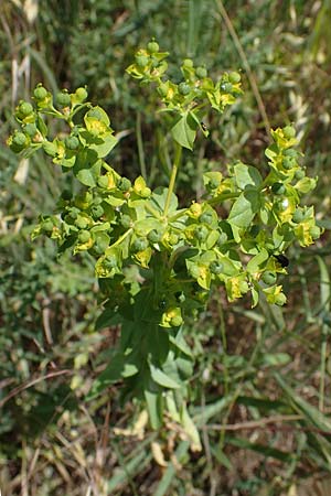Euphorbia platyphyllos \ Breitbl�ttrige Wolfsmilch / Broad-Leaved Spurge, D Th&uuml;ringen, Tunzenhausen 14.6.2023