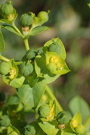 Euphorbia platyphyllos \ Breitbl�ttrige Wolfsmilch / Broad-Leaved Spurge, D Th&uuml;ringen, Tunzenhausen 14.6.2023