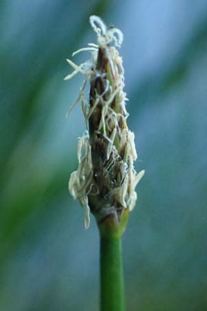 Eleocharis palustris agg. \ Gew�hnliche Sumpfbinse, Gemeine Sumpfsimse / Common Spike Rush, D Rh&ouml;n,  Bischofsheim 21.6.2023