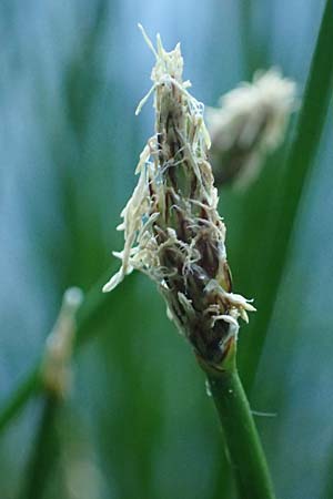 Eleocharis palustris agg. \ Gew�hnliche Sumpfbinse, Gemeine Sumpfsimse / Common Spike Rush, D Rh&ouml;n,  Bischofsheim 21.6.2023