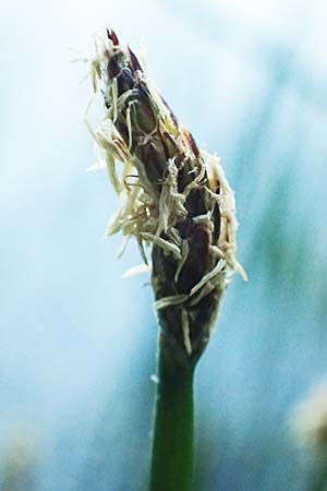 Eleocharis palustris agg. \ Gew�hnliche Sumpfbinse, Gemeine Sumpfsimse / Common Spike Rush, D Rh&ouml;n,  Bischofsheim 21.6.2023