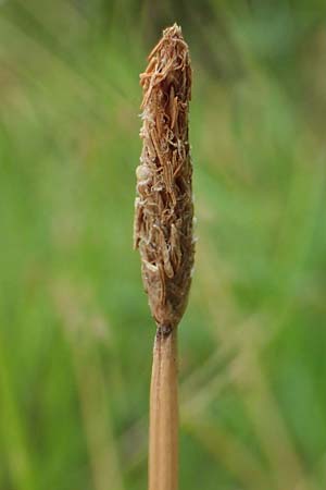 Eleocharis palustris agg. \ Gew�hnliche Sumpfbinse, Gemeine Sumpfsimse / Common Spike Rush, D Freigericht 23.6.2023