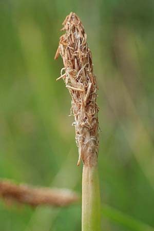 Eleocharis palustris agg. \ Gew�hnliche Sumpfbinse, Gemeine Sumpfsimse / Common Spike Rush, D Freigericht 23.6.2023
