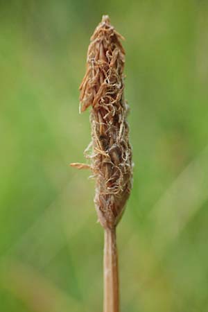 Eleocharis palustris agg. \ Gew�hnliche Sumpfbinse, Gemeine Sumpfsimse / Common Spike Rush, D Freigericht 23.6.2023