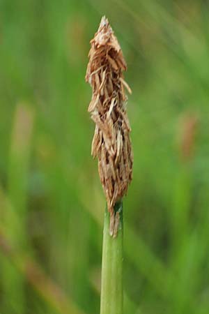 Eleocharis palustris agg. \ Gew�hnliche Sumpfbinse, Gemeine Sumpfsimse / Common Spike Rush, D Freigericht 23.6.2023