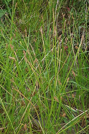 Eleocharis palustris agg. \ Gew�hnliche Sumpfbinse, Gemeine Sumpfsimse / Common Spike Rush, D Freigericht 23.6.2023