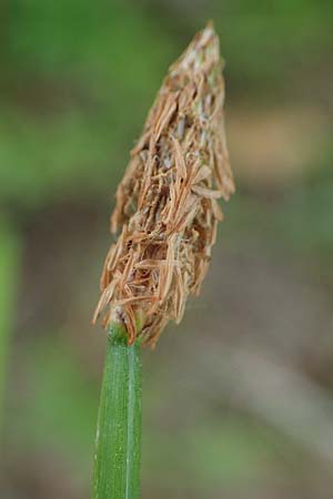Eleocharis palustris agg. \ Gew�hnliche Sumpfbinse, Gemeine Sumpfsimse / Common Spike Rush, D Freigericht 23.6.2023