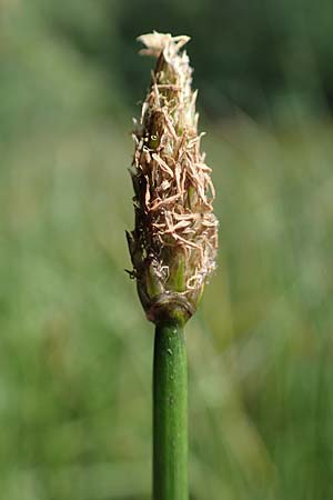 Eleocharis palustris agg. \ Gew�hnliche Sumpfbinse, Gemeine Sumpfsimse / Common Spike Rush, D Eppenbrunn 26.6.2023