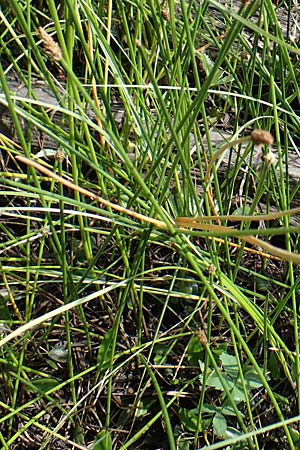 Eleocharis palustris agg. \ Gew�hnliche Sumpfbinse, Gemeine Sumpfsimse / Common Spike Rush, D Eppenbrunn 26.6.2023