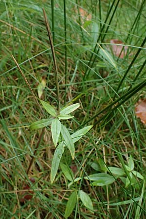 Epilobium palustre \ Sumpf-Weidenr�schen / Marsh Willowherb, D Odenwald, Mossautal 14.10.2023
