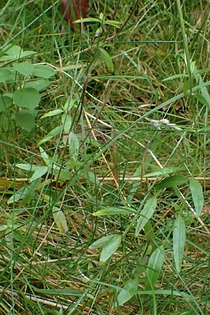 Epilobium palustre \ Sumpf-Weidenr�schen / Marsh Willowherb, D Odenwald, Mossautal 14.10.2023