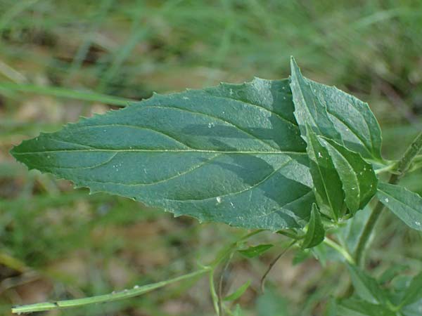 Epilobium montanum \ Berg-Weidenr�schen / Broad-Leaved Willowherb, D Grafenau 12.8.2024